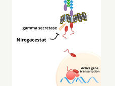 Nirogacestat blocks the activity of an enzyme called gamma secretase.