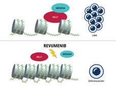 Ilustración de la forma en que el revumenib inhibe la interacción entre las proteínas MLL1 y la menina.