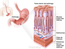 Capas de la pared del estómago. En la imagen del estómago y en el recuadro se observan las capas de la pared del estómago, incluso la mucosa (capa más interna), la submucosa, la capa de músculo, la subserosa y la serosa (capa más externa).