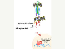 Ilustración que muestra cómo el nirogacestat bloquea una enzima llamada gamma-secretasa, que está en la vía de señalización que inicia los tumores desmoides.