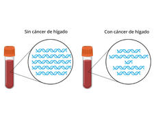 Dos tubos de sangre con ilustraciones ampliadas de fragmentos de ADN.