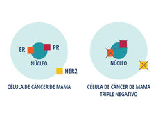 Ilustración gráfica de dos células cancerosas en forma de círculos celestes. En la célula de la izquierda hay tres receptores, dos en el núcleo y uno en el borde de la célula. En la célula de la derecha, los tres receptores están tachados con una equis.