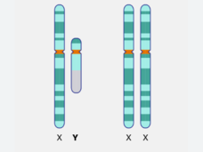 An illustration of the X and Y chromosomes and X and X chrom0somes side by side.