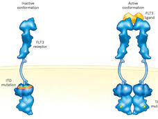 An illustration depicting the ITD and TKD mutations in FLT3 in a cell membrane