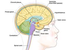 Drawing of the cross-section of an adult brain showing different parts of the anatomy, including the optic nerve and hypothalamus.