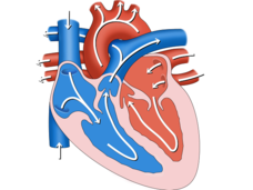 Heart valve illustration