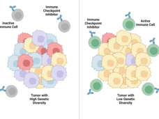 A tumor with multicolored cells on the left surrounded by gray immune cells. On the right, a tumor with nearly all yellow cells, surrounded by green immune cells.