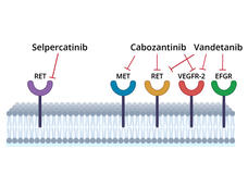 Ilustración que muestra la acción de los medicamentos selpercatinib, cabozntinib y vandetinib para bloquear las proteínas de superficie.
