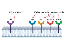 An illustration showing selpercatinib, cabozantinib, and vandetinib blocking surface proteins.