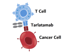 An illustration showing tarlatamab (blue, red, and gray) binding to a cancer cell on one side (red) and a T cell on the other (blue).