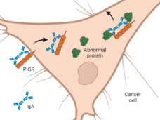An illustration showing how IgA antibodies slip inside a cancer cell, latch onto abnormal proteins, and pull them out of the cell.  