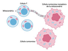 Ilustración de una célula cancerosa que extrae mitocondria de una célula T cercana