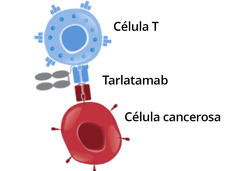 Ilustración que muestra la unión del medicamento tarlatamab (en azul, rojo y gris); de un lado con una célula cancerosa (en rojo) y del otro lado con una célula T (en azul).