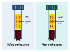 Graphic showing effects of priming agent on concentration of ctDNA and cell-free DNA on liquid biopsy.