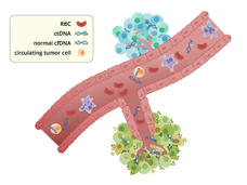 Illustration of a blood vessel emerging from a tumor. The vessel contains floating fragments of DNA from healthy cells and tumors.