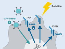 An illustration depicting how gene therapy increases the amount of BAMBI in cells.