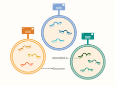 Three different colored circles with squiggles inside and an icon of a letter sticking out of the top. The circles are labeled "exosome" and the squiggles are labeled "microRNA"