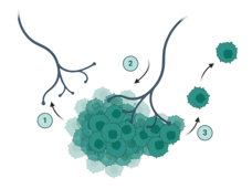An illustration of a tumor recruiting a nearby nerve and how that action helps cancer cells leave the tumor.
