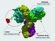 Diagram of an antibody-drug conjugate (ADC) showing three labeled components: an antibody (colorful Y-shaped protein structure) that targets cancer cells, a linker chain that joins the antibody to the drug, and a cytotoxic drug (red molecule) that destroys cancer cells.