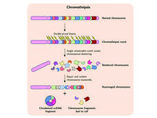 An illustration depicting chromothripsis and its outcome, including ecDNA formation