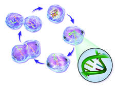 An illustration of phases of the life cycle of a normal cell