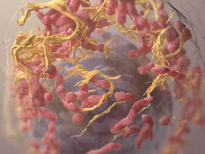 Estructura tridimensional de una célula de melanoma.