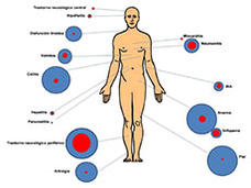 Los inhibidores de puntos de control PD-1/PD-L1 a los que se dirige el tratamiento pueden afectar varias partes del organismo. El tamaño del círculo representa la incidencia de los efectos secundarios; el color azul es el efecto secundario, el color rojo representa la toxicidad grave.