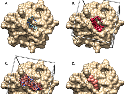 Ligand and receptor from a crystal structure