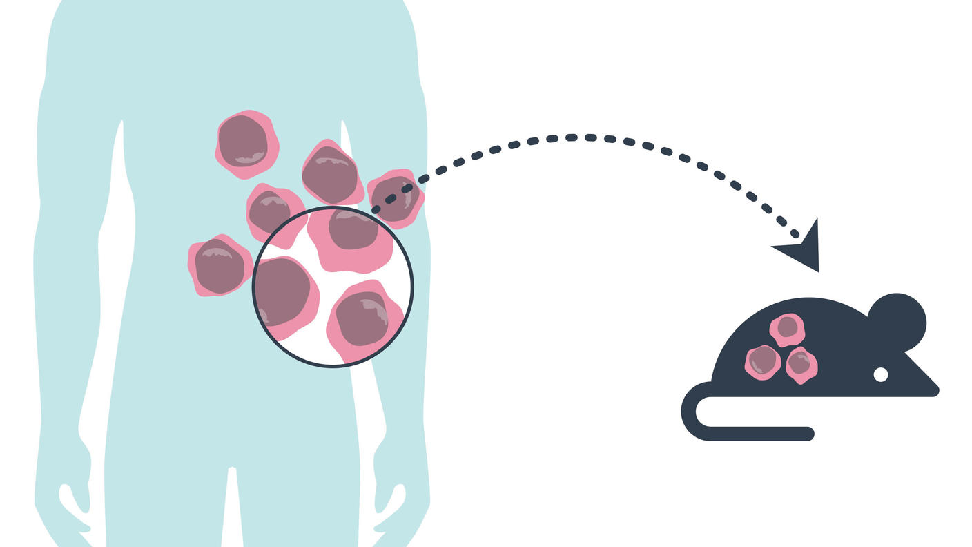 Human figure with magnified cells highlighted. A dotted line with an arrow points from the cells to a mouse figure