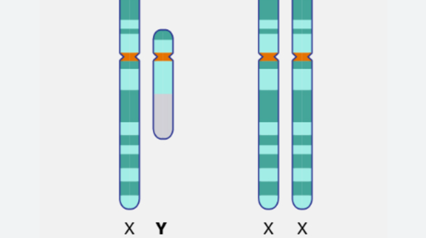 An illustration of the X and Y chromosomes and X and X chrom0somes side by side.