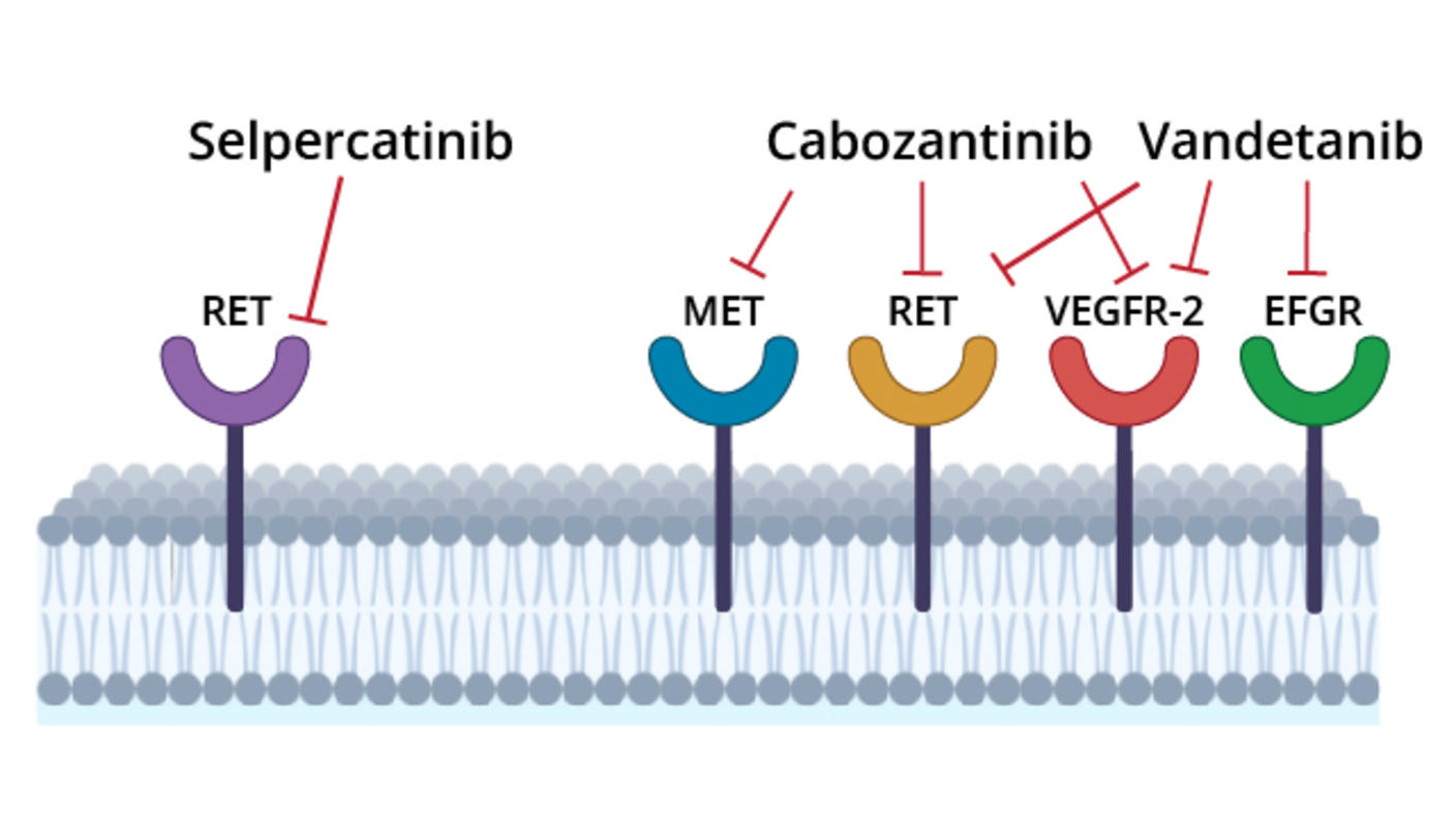 An illustration showing selpercatinib, cabozantinib, and vandetinib blocking surface proteins.
