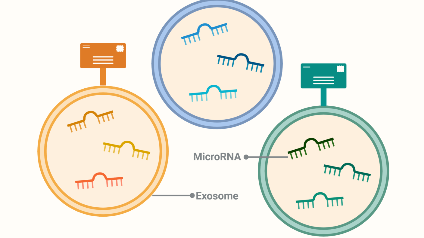 Three different colored circles with squiggles inside and an icon of a letter sticking out of the top. The circles are labeled "exosome" and the squiggles are labeled "microRNA"
