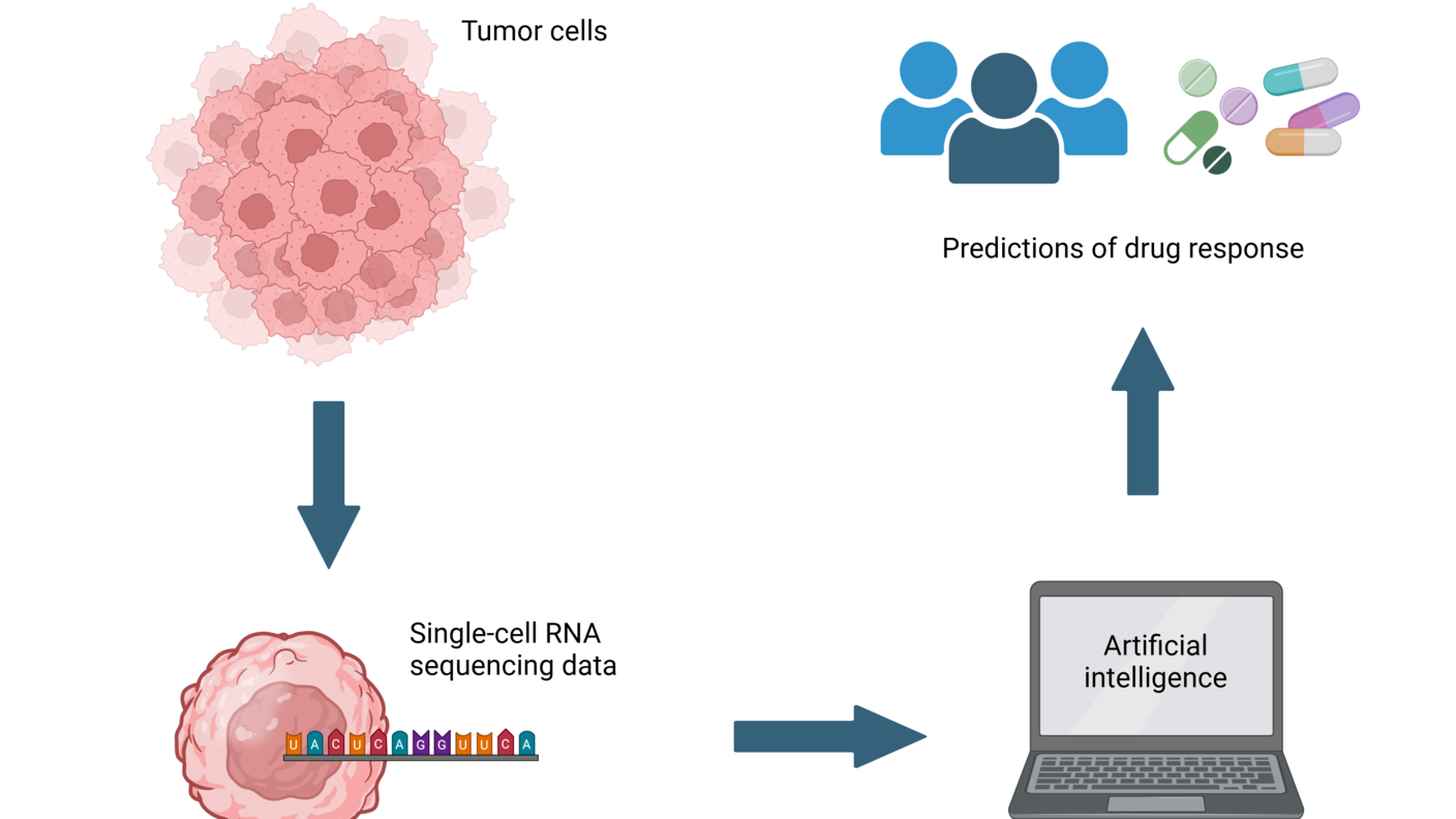 A simple schematic showing a cluster of tumor cells, followed by an arrow, followed by a single tumor cell producing RNA sequencing data, followed by an arrow pointing to a laptop with the words AI Tool on the screen, followed by an arrow pointing to an icon of patients and different types of cancer drugs.  