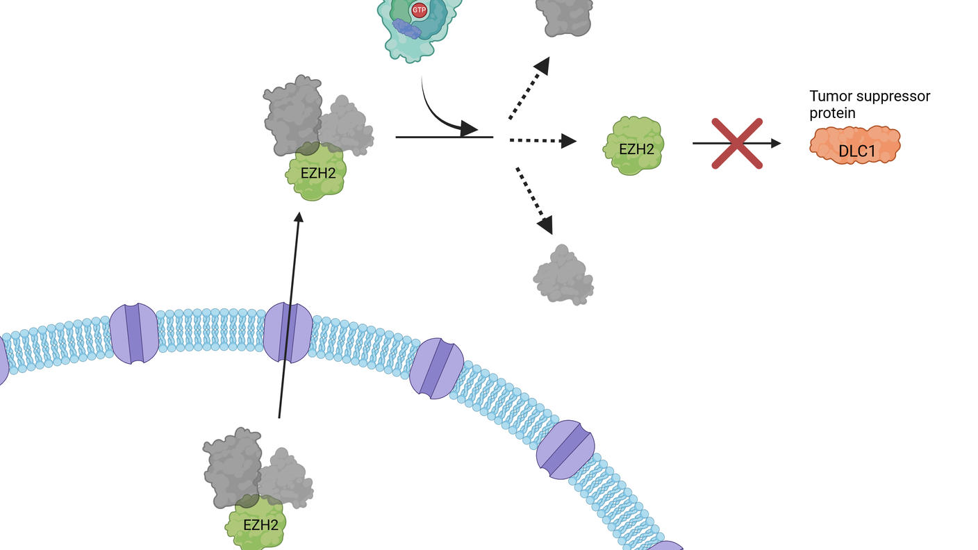 An illustration showing how mutant RAS facilitates the breakdown of the DLC1 tumor suppressor protein. 