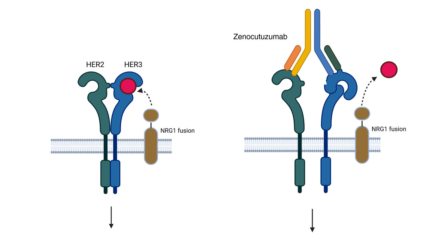 A schematic showing how zenocutuzumab blocks the activity of the NRG1 fusion protein.