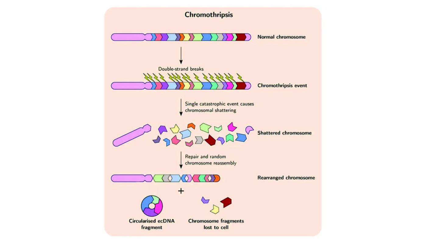 An illustration depicting chromothripsis and its outcome, including ecDNA formation