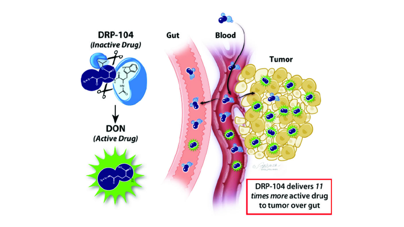 Illustration showing efficacy of the chemotherapy drug DRP-104. On the left, a chemical structure labeled "DRP-104 (Inactive Drug)" is shown, which converts into "DON (Active Drug)". On the right, a cross-section of the body displays a digestive tract labeled "Gut," adjacent blood vessels, and a cluster of yellow tumor cells. Blue molecules enter the bloodstream from the gut and predominantly accumulate in the tumor cells as active green molecules. 