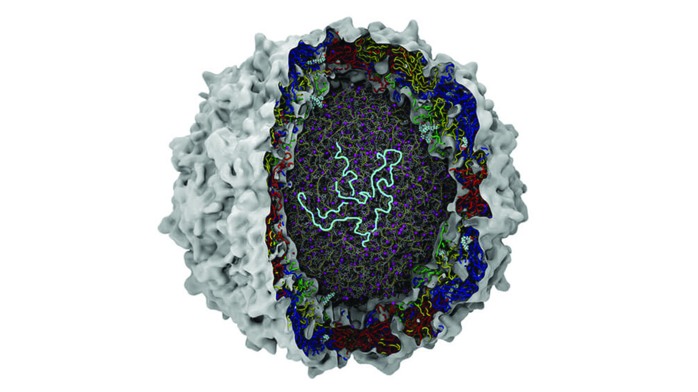 A 3D computer generated cutaway diagram of a poliovirus. The outer shell is bumpy and light grey. The inner layer below this has intricate, multicolored strands and patterns colored red, blue, green and yellow. The innermost core is made of grey and purple strands that are intricate and overlapping. A tangled light blue strand is visible in the very center.