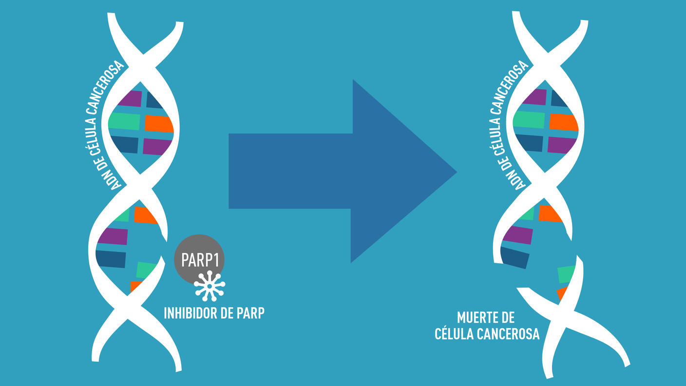 Ilustración del ADN con rotura en una sola hebra y del inhibidor de PARP que bloquea la proteína PARP.
