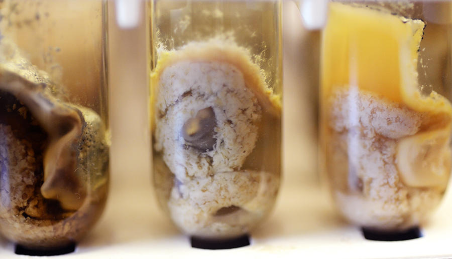 Close-up image of fungi growing on Cheerios cereal pieces inside transparent test tubes, showing various stages of mold development and discoloration in a laboratory setting.