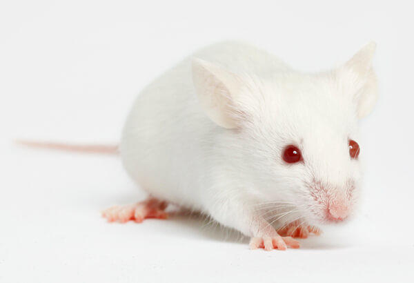 A white lab mouse.
