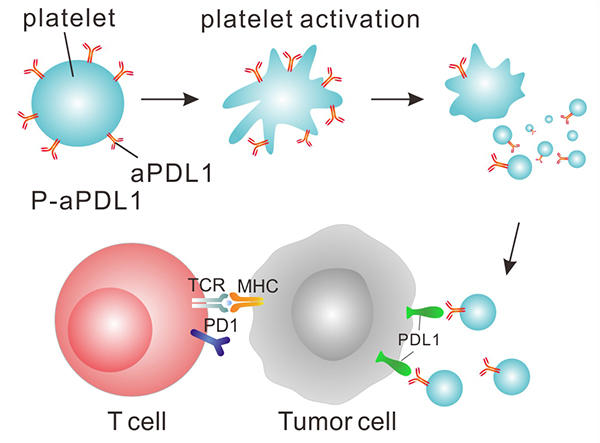 A diagram of a platelet being activated within a tumor cell and relationship to a t-cell.