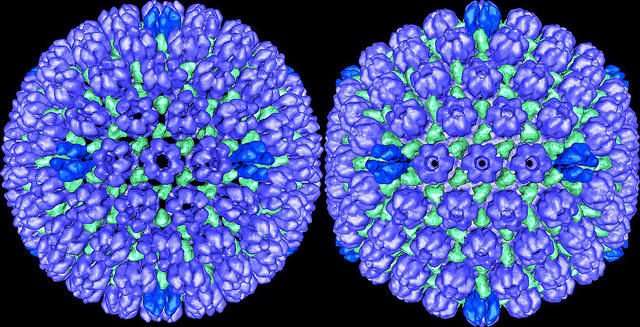 3D model of herpes simplex virus shown in two spherical views with tightly packed blue and green surface structures against a black background.