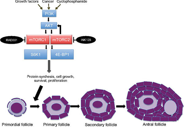 Illustration showing the role of mTOR proteins in signaling pathways that activate dormant primordial follicles in the ovary to begin maturation.
