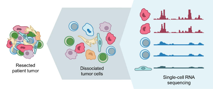 Illustration depicting the process of analyzing tumors. On the left, a cluster labeled "Resected patient tumor" shows various cell types. In the center, labeled "Dissociated tumor cells," individual cells are separated and varied in shape and color. On the right, "Single-cell RNA sequencing" is represented by graphs corresponding to different cells, illustrating gene expression patterns.