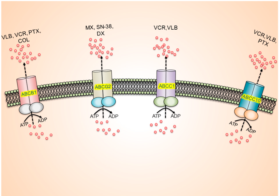 The ABC transporter proteins located on the cell membrane pump cancer drugs out of the cell interior.