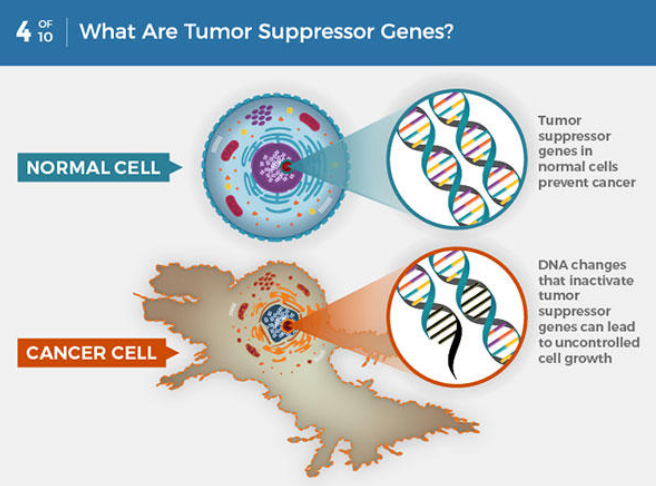 A graphic of showing the difference between a normal cell and a caner cell.