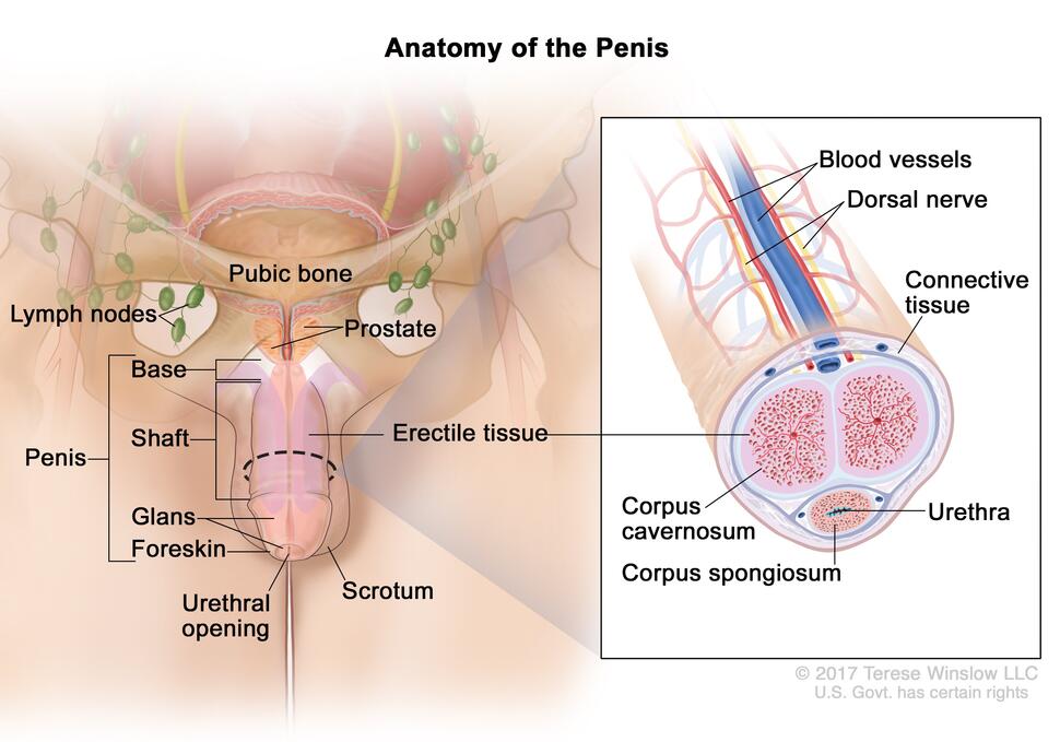 Anatomy of the penis; drawing shows the base, shaft, glans, foreskin, and urethral opening. Also shown are the scrotum, prostate, pubic bone, and lymph nodes.