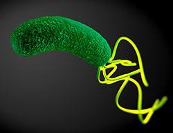 Scientific visualization of H. pylori bacteria showing its characteristic curved, rod-like shape (green) with flagella (yellow).