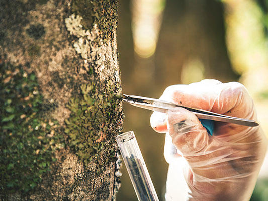 A gloved hand uses tweezers to remove a sample from a tree. The tweezers have material from the tree between them and there is a small tube filled with material below the tweezers. The background is blurry and sunny.